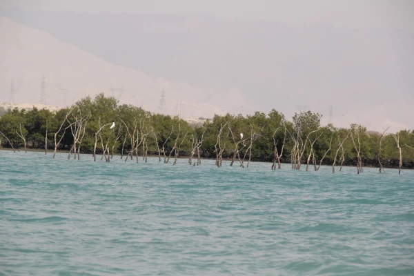 اردوی فرهنگی ،علمی وتفریحی بازدید از جنگل های حرا و کارخانه سیمان (بندرخمیر)