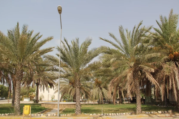 پروژه های انجام شده و در حال اجرای دانشگاه فرهنگیان هرمزگان در سال تحصیلی 96-95 65